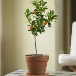 wonderful-nice-cool-fresh-orange-tree-fresh-design-indoor-tree-planter-box-with-traditional-indoor-pots-and-planters-made-of-plastic-