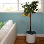 wonderful-nice-adorable-fresh-orange-tree-with-nice-white-round-indoor-tree-planter-box-made-of-metal-with-white-coloring-design