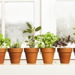 Indoor Herb Garden For Kitchen Hebs