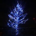 Blue And White Christmas Lights On Outdoor Tree