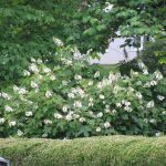 Cool Large Flowering Bushes With White Appearance