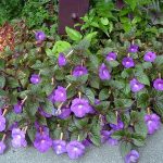 Pretty Purple Flowers That Like Shade