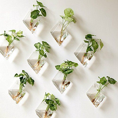 mini glass terrariums hanging on walls